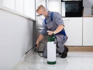 Pest Control Sydney: How to Prevent Pest Infestations in Office Buildings