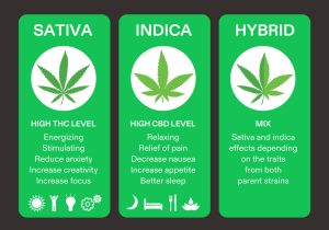 Sativa and Hybrid Differences: Insights from Exhale Wellness