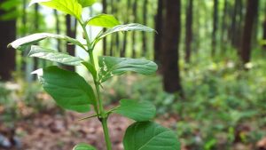 Why White Maeng Da Kratom is a Popular Choice for Morning Focus