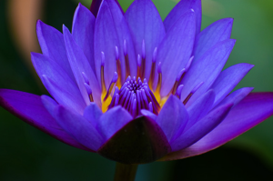 Embrace Tranquility The Benefits of Blue Lotus Gummies for a Balanced Life